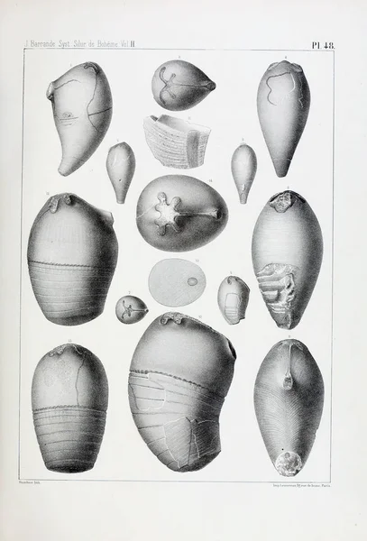 Illustrazione Fossili Vecchia Immagine — Foto Stock