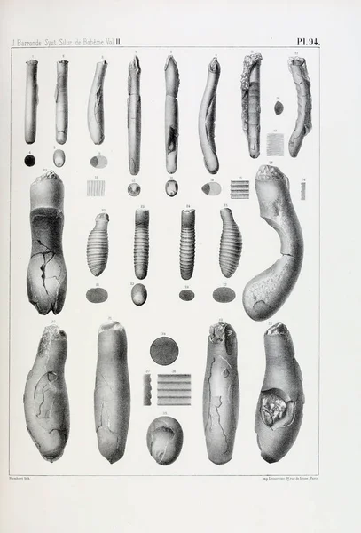 Illustratie Van Fossielen Oude Beeld — Stockfoto