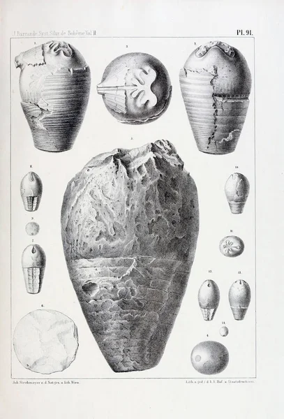 Illustratie Van Fossielen Oude Beeld — Stockfoto