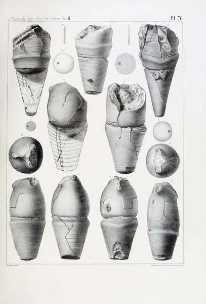 Ábra Fosszíliák Régi Kép — Stock Fotó