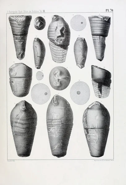 Illustrazione Fossili Vecchia Immagine — Foto Stock