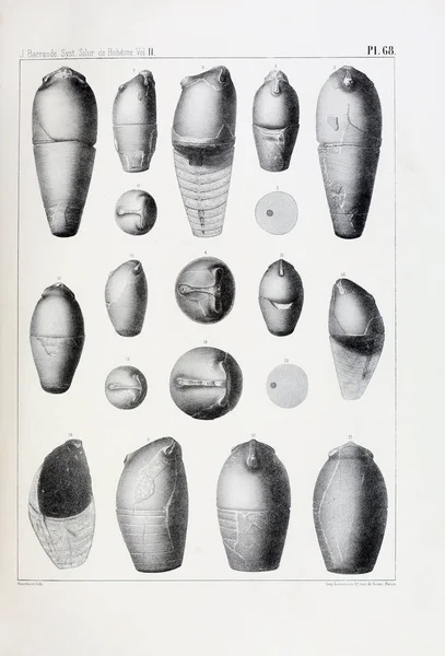 Illustrazione Fossili Vecchia Immagine — Foto Stock