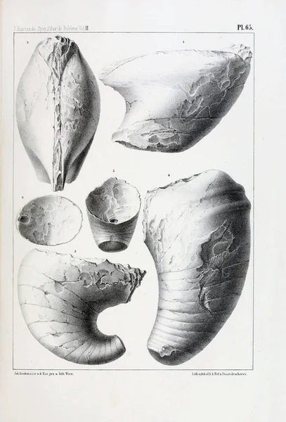 Illustration Fossil Gamla Bilden — Stockfoto