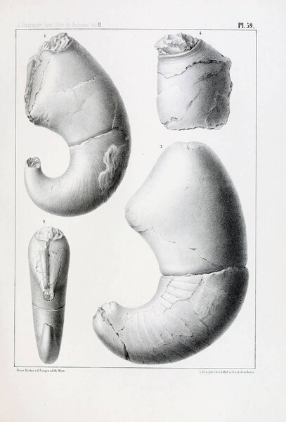 Illustration of fossils. Old image