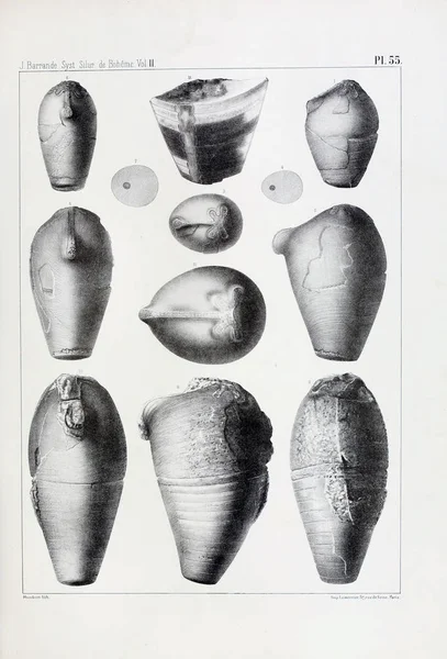 Иллюстрация Окаменелостей Старое Изображение — стоковое фото