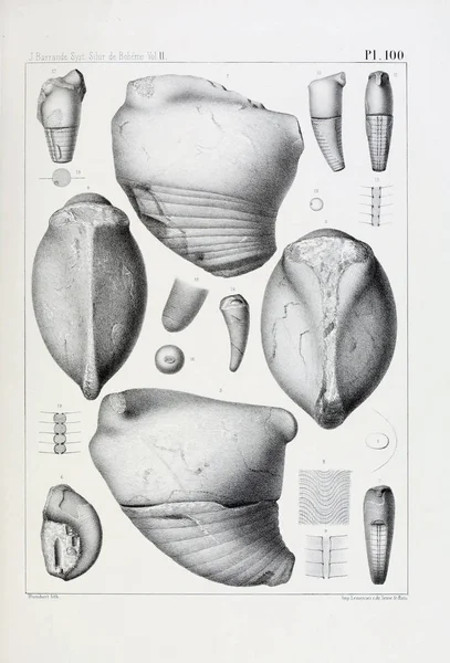 Illustration Von Fossilien Altes Bild — Stockfoto