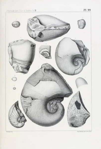 Ilustración Fósiles Imagen Antigua —  Fotos de Stock
