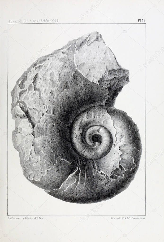 Illustration of fossils. Old image