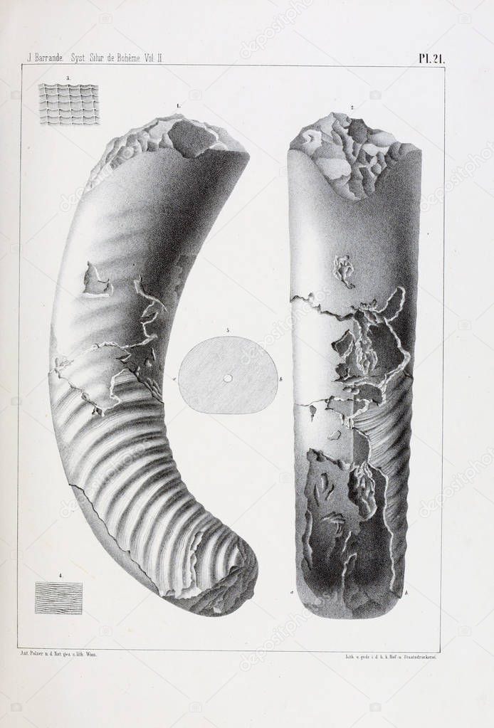 Illustration of fossils. Old image