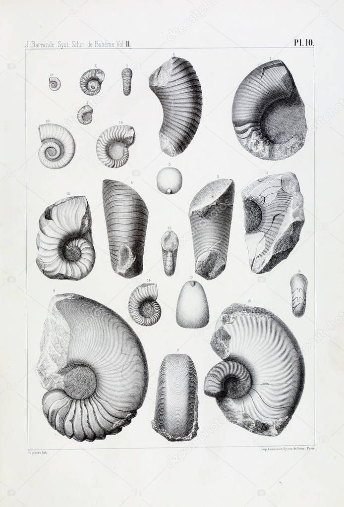 Illustration of fossils. Old image