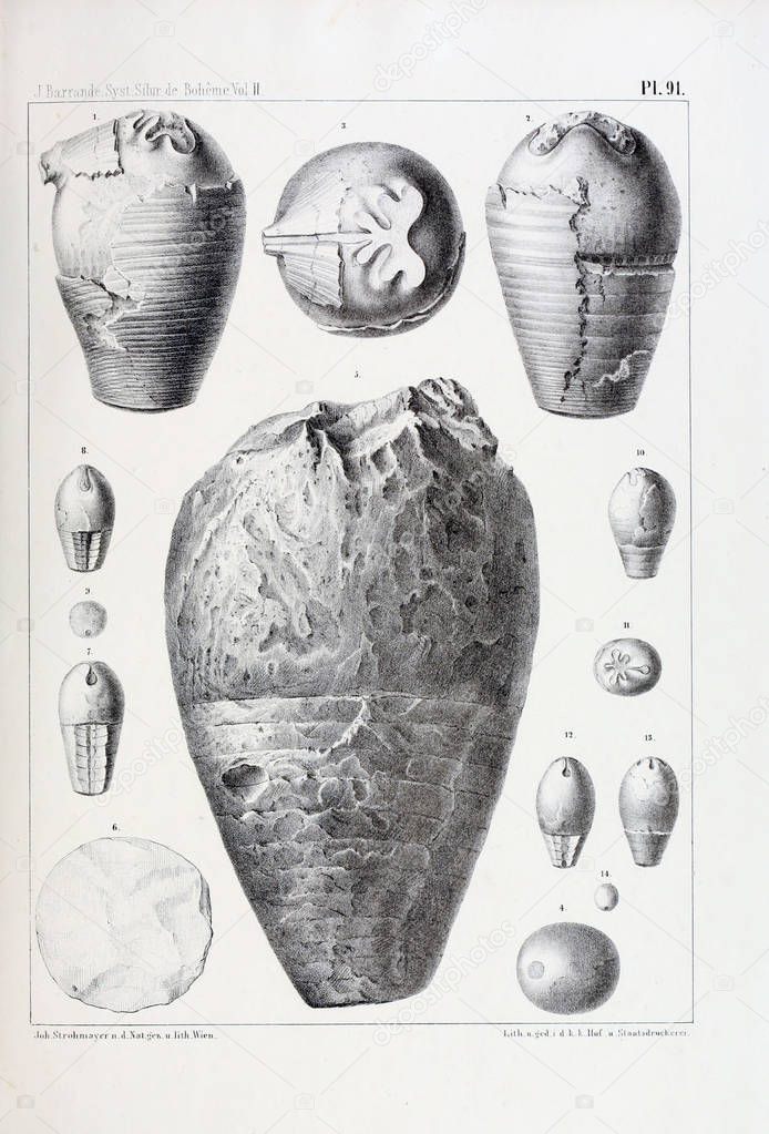 Illustration of fossils. Old image