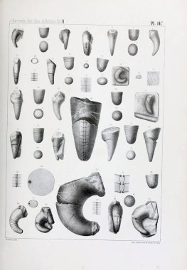 Fosiller Illustration. Eski resim