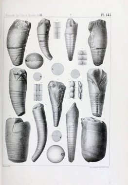 Fosiller Illustration. Eski resim