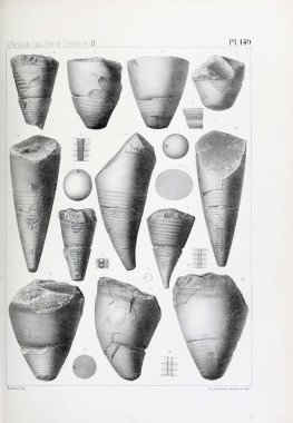 Fosiller Illustration. Eski resim