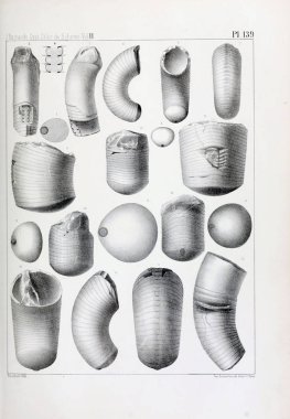 Fosiller Illustration. Eski resim