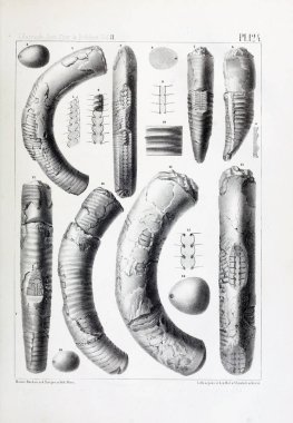 Fosiller Illustration. Eski resim