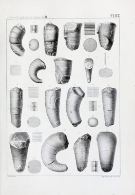 Fosiller Illustration. Eski resim