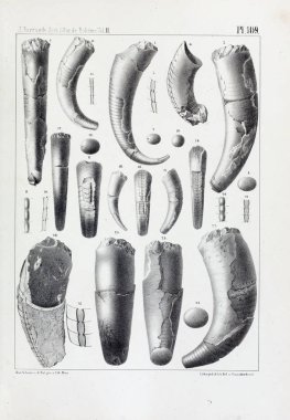 Fosiller Illustration. Eski resim
