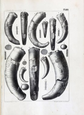 Fosiller Illustration. Eski resim