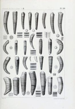 Fosiller Illustration. Eski resim
