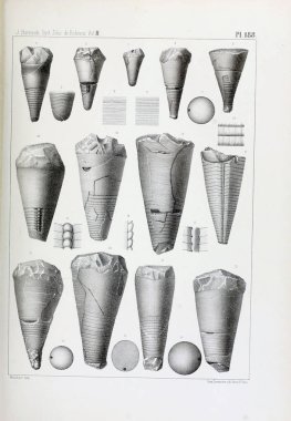 Fosiller Illustration. Eski resim