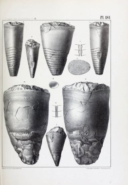 Fosiller Illustration. Eski resim