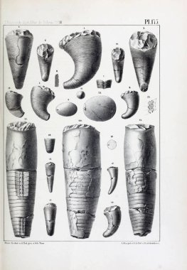 Fosiller Illustration. Eski resim