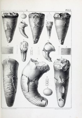 Fosiller Illustration. Eski resim