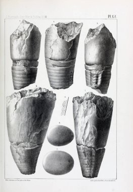 Fosiller Illustration. Eski resim
