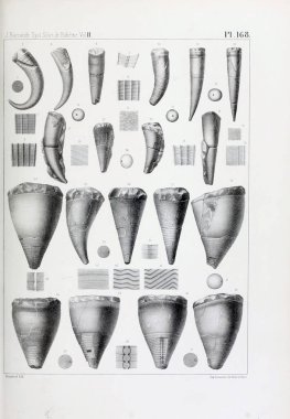 Fosiller Illustration. Eski resim