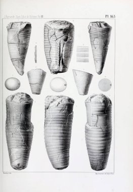 Fosiller Illustration. Eski resim