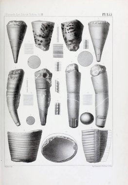 Fosiller Illustration. Eski resim