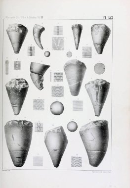 Fosiller Illustration. Eski resim