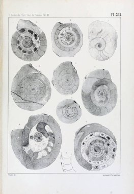 Fosiller Illustration. Eski resim