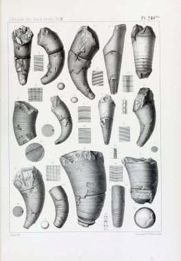 Fosiller Illustration. Eski resim