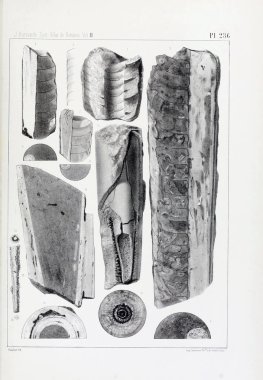 Fosiller Illustration. Eski resim