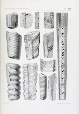 Fosiller Illustration. Eski resim