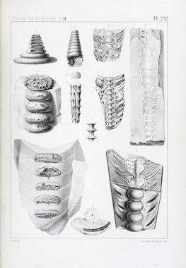 Fosiller Illustration. Eski resim