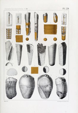 Fosiller Illustration. Eski resim