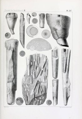 Fosiller Illustration. Eski resim