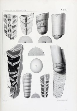 Fosiller Illustration. Eski resim