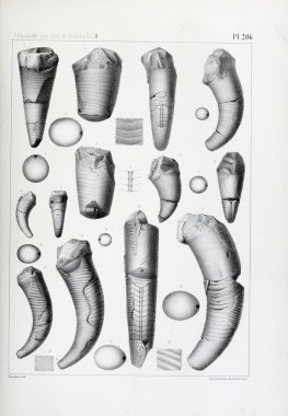 Fosiller Illustration. Eski resim