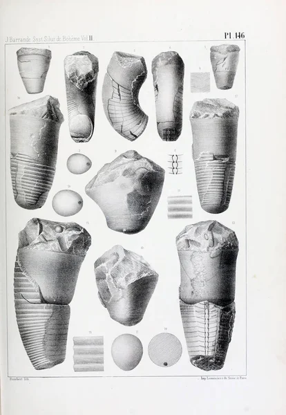 Illustratie Van Fossielen Oude Beeld — Stockfoto