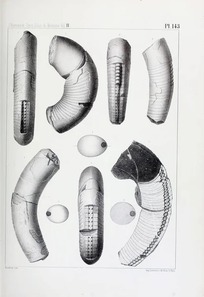 Illustratie Van Fossielen Oude Beeld — Stockfoto