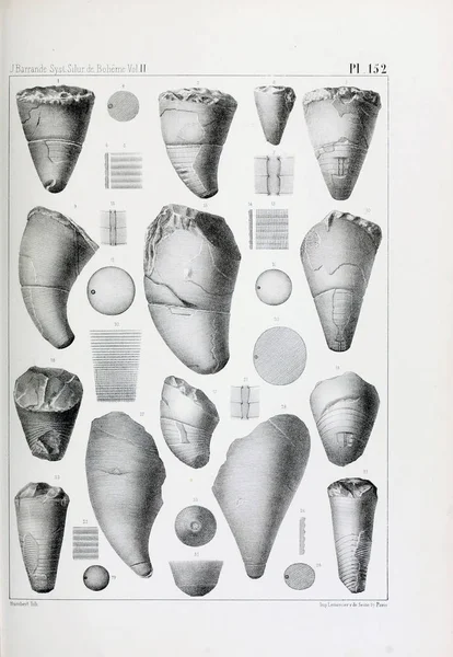 Illustrazione Fossili Vecchia Immagine — Foto Stock