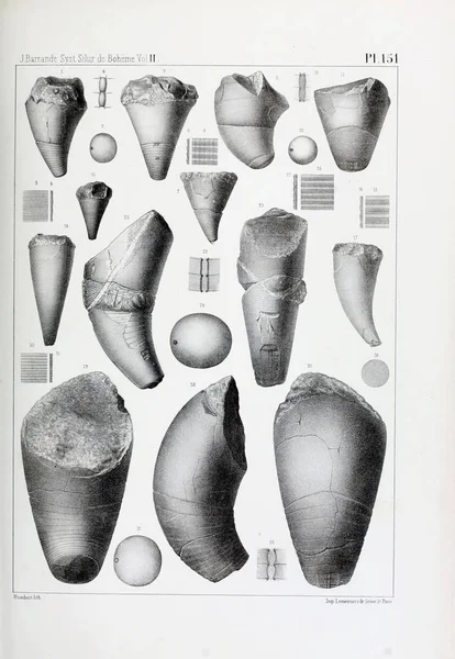 Fosiller Illustration Eski Resim — Stok fotoğraf