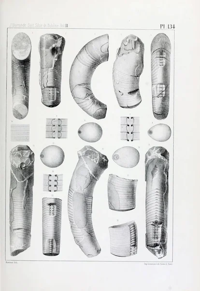 Illustration Fossil Gamla Bilden — Stockfoto