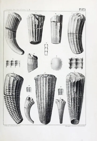 Illustrazione Fossili Vecchia Immagine — Foto Stock