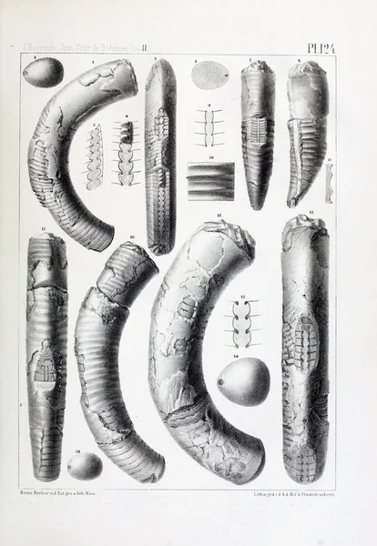 Иллюстрация Окаменелостей Старое Изображение — стоковое фото