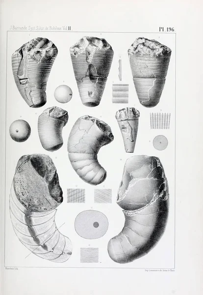 Illustration Fossil Gamla Bilden — Stockfoto